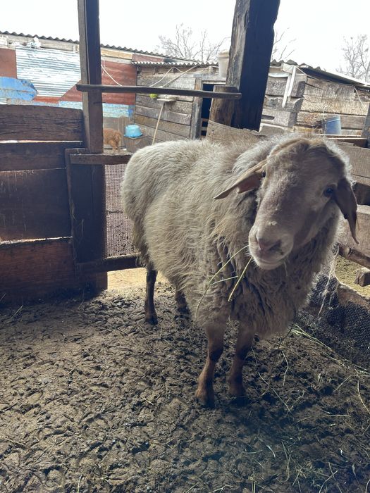 Кошкар сатамын семіз стоякта тур