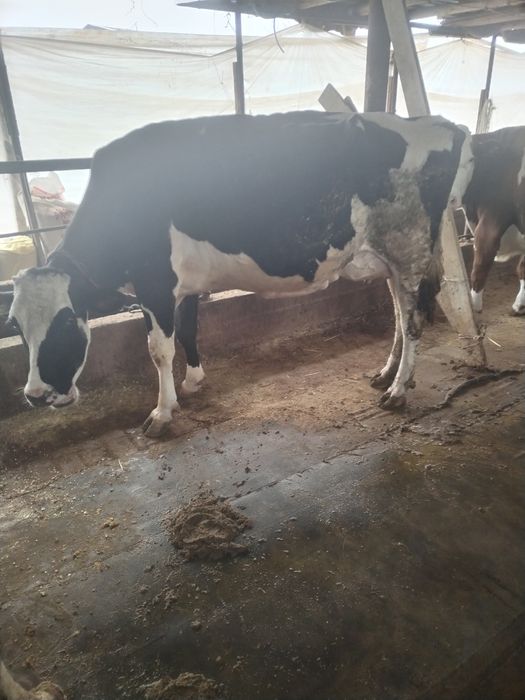 Semintal sigir toza qonli 2 tuggan   suti bor 25 letr  sotladi