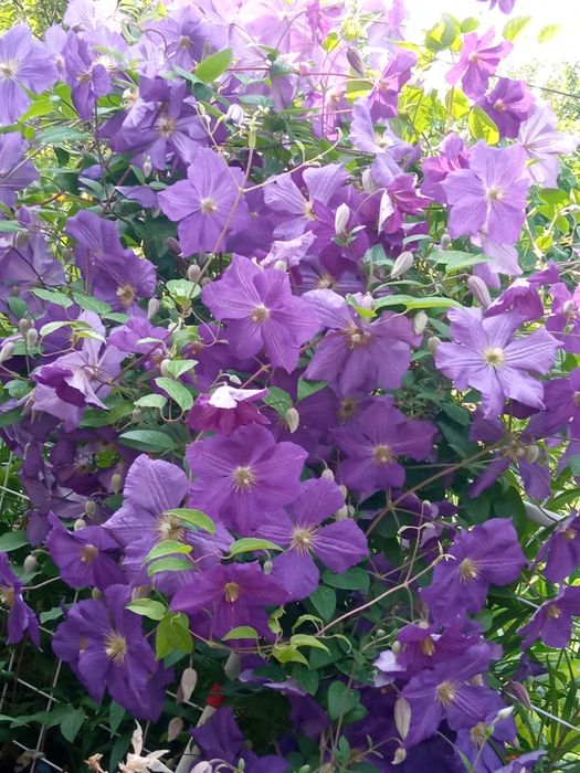 Продам многолетние цветы