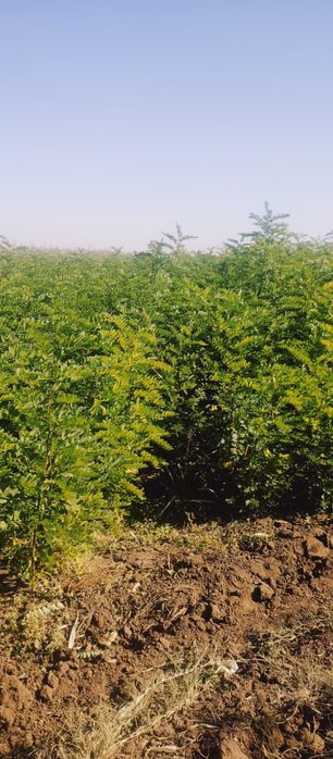 Puieti salcâm frasin fag carpen ulm plop mesteacăn brad molid Tei arin