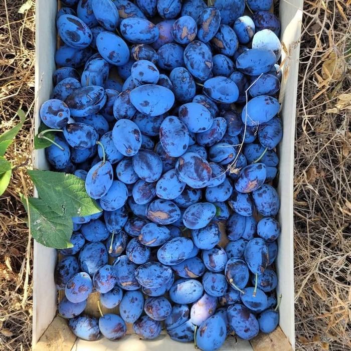 Prune pentru țuică si palincă