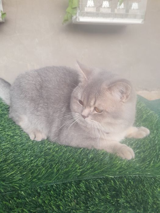 Сотилади мушук огилбола