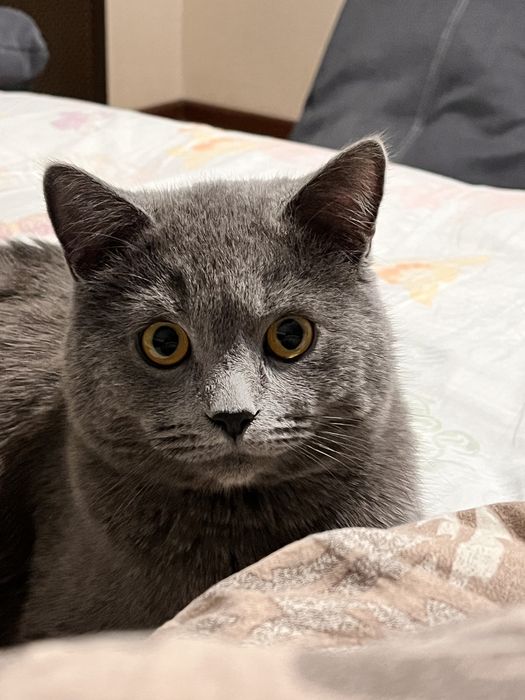 Потерялся кот!!!