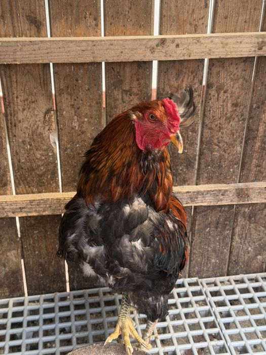 Cocoși Araucana și Wyandotte 2025