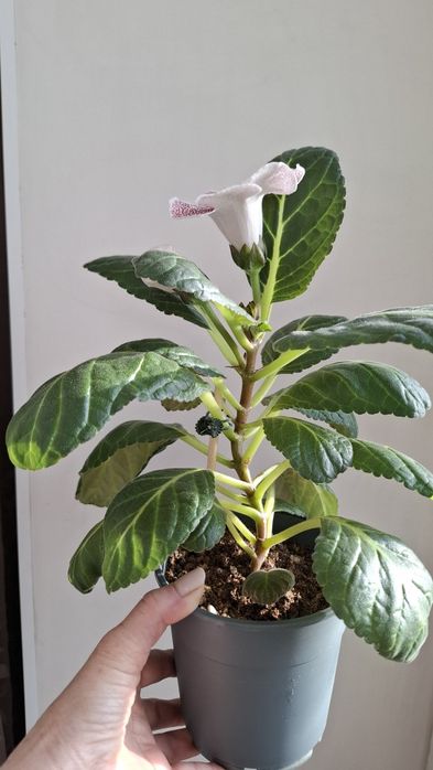 Продам глоксинию