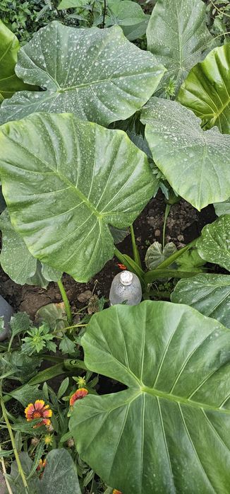 Алоказия крупно листовой