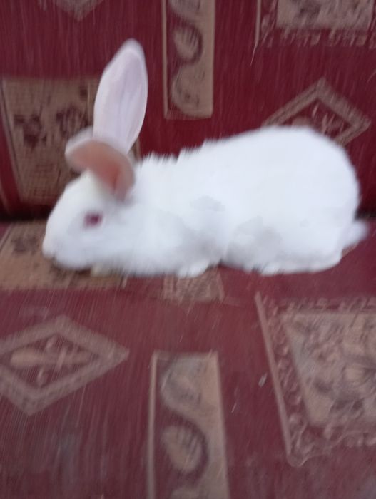 Куён боллари сотилади.