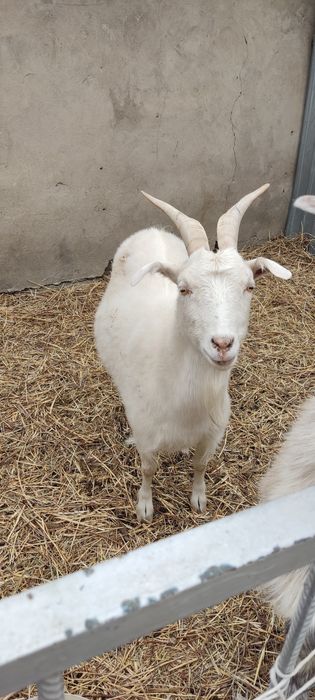 Продам племя коз