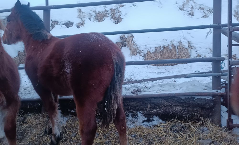 Продам жеребенка