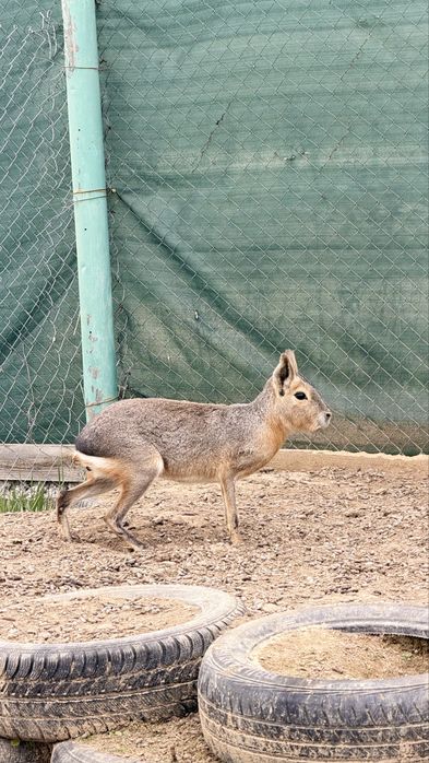 Патагонска  мара