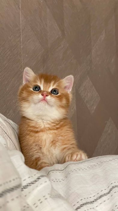 Продаётся котёнок