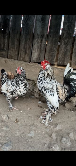 Cocoș și gainușă pitică