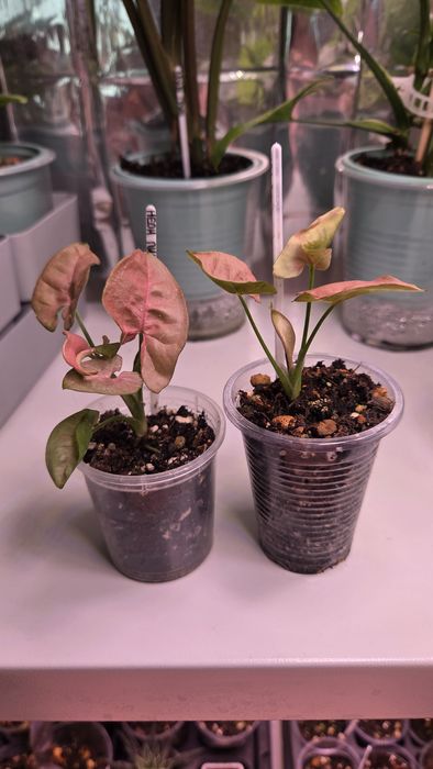 Сингониум Неон пинк