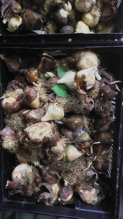 Продам саженцы итд