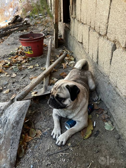 Mops собака дамашний