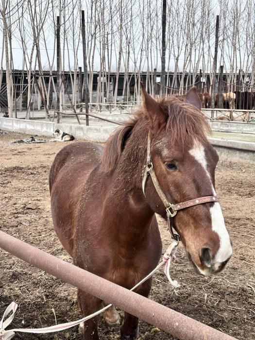 Зотдор от сотилади фермада, буйи 165