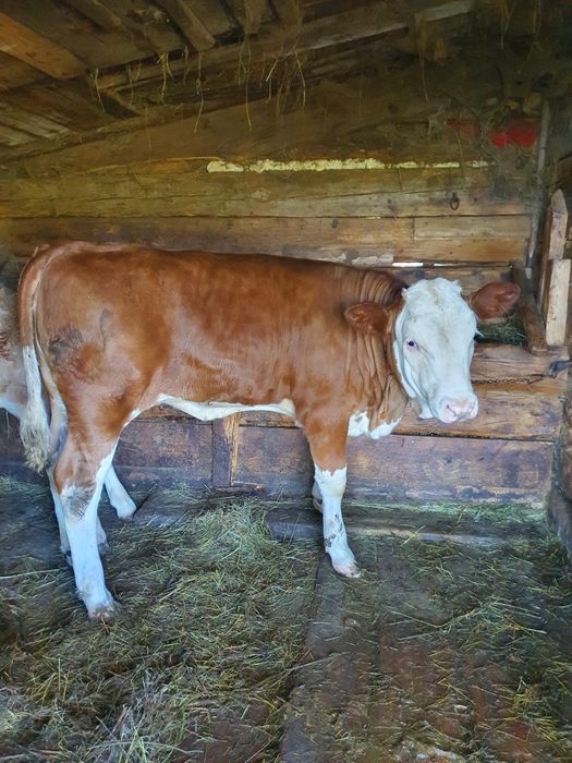 Vițele bălțată românească