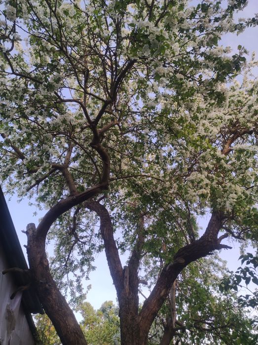 Продам дом со всеми благоустройствами