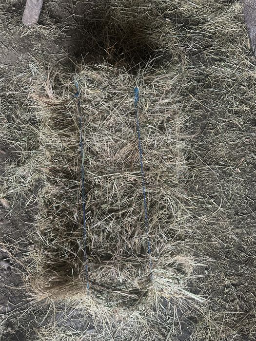 Vand baloti fan 2025 calitate buna