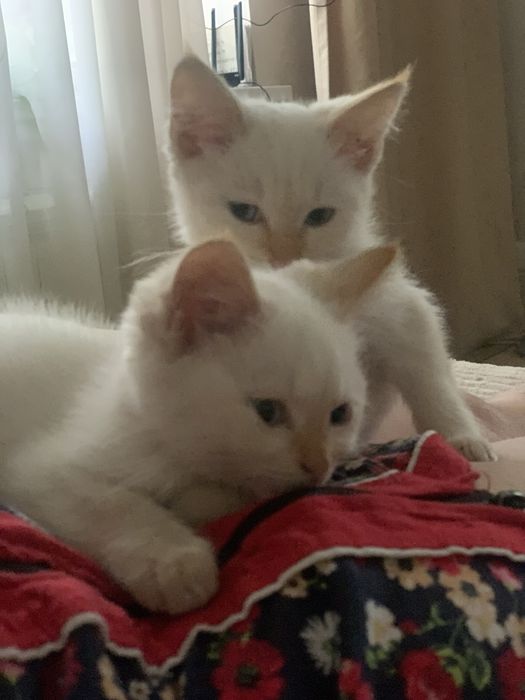 Котята 5 месяцев