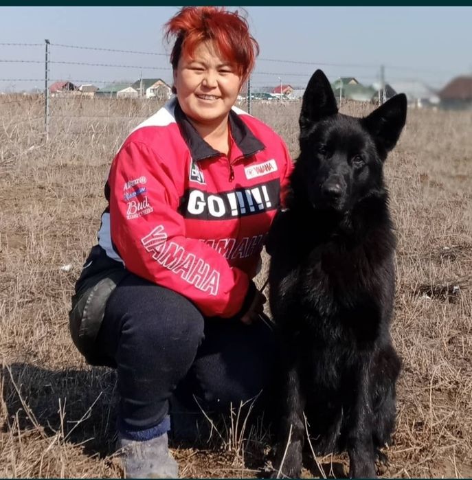 Черная немецкая овчарка