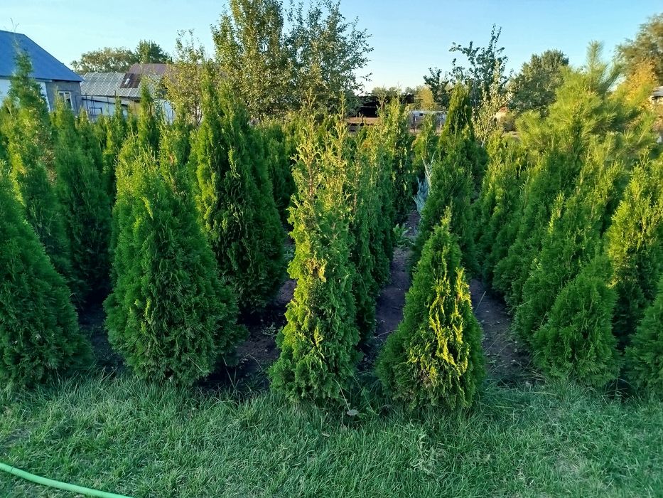 Продам туй смарагд и голден глоб