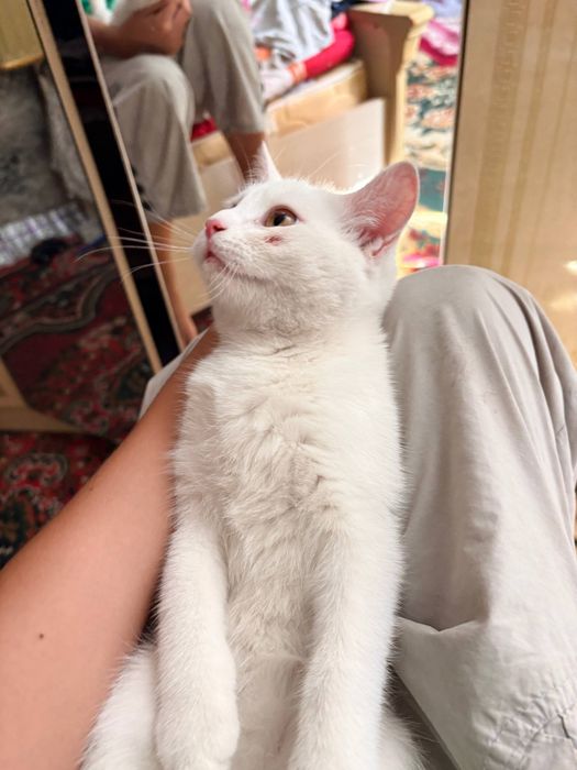 Mishiq zoti yaxwi