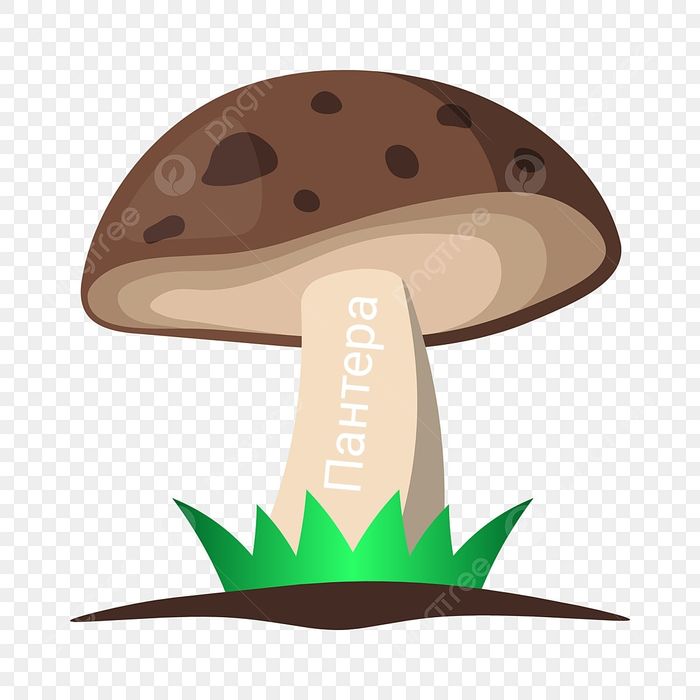 Продам грибы Алтайские.