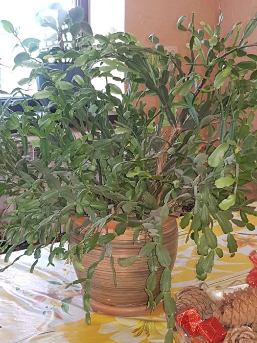 Растение  комнатное  цветущее