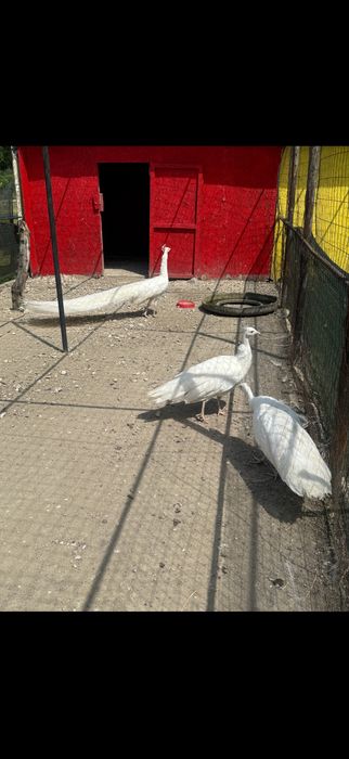 Pauni albi de vanzare!