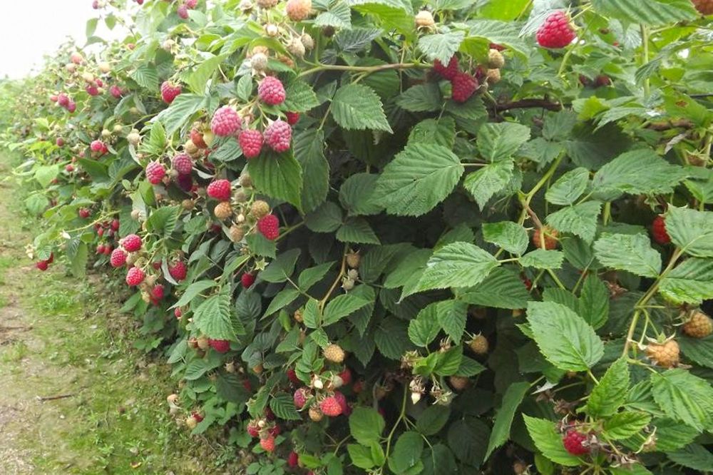 Малина кучати 2000Сум