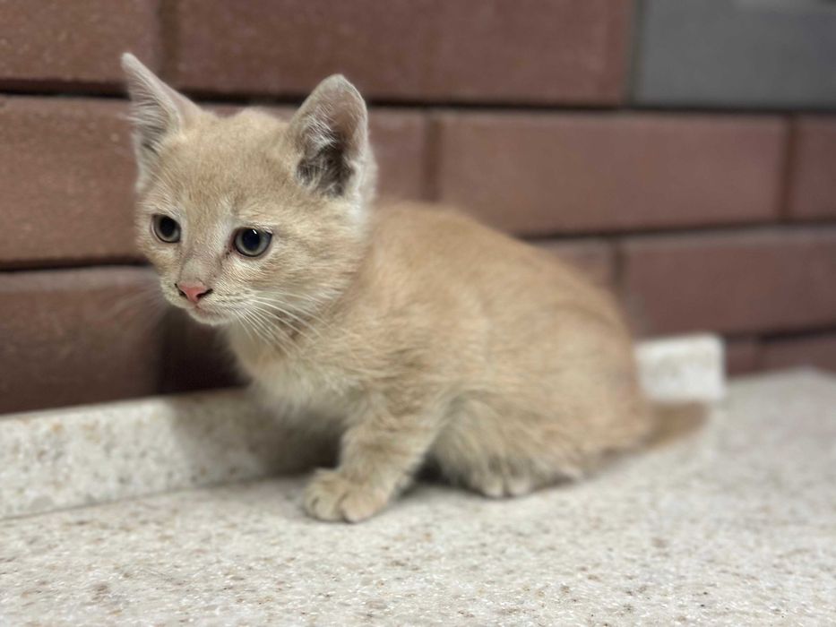 Котёнок мальчик очень ищет дом