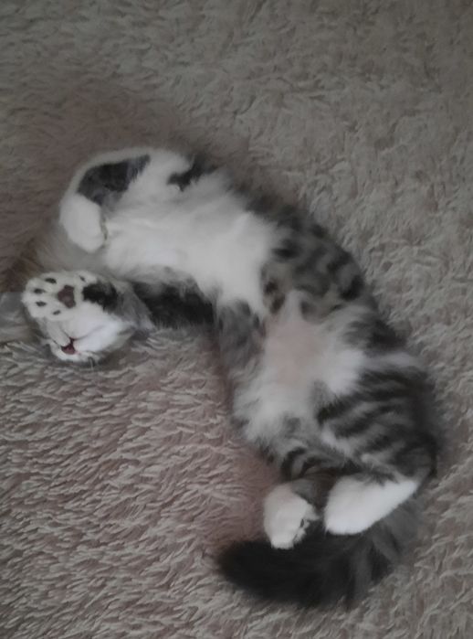 Отдам котенка -мышелова