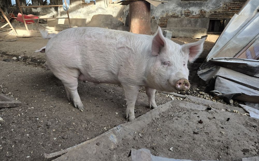 Домашно прасе за клане