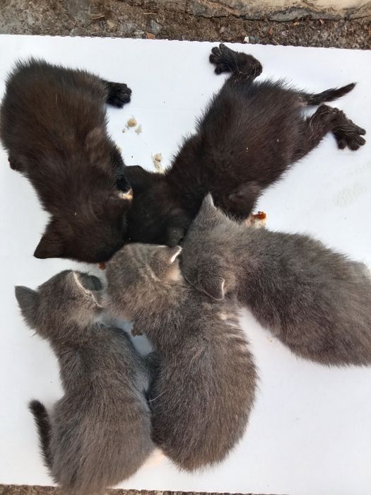 Котята бесплатно