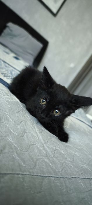 Отдам даром котёнка