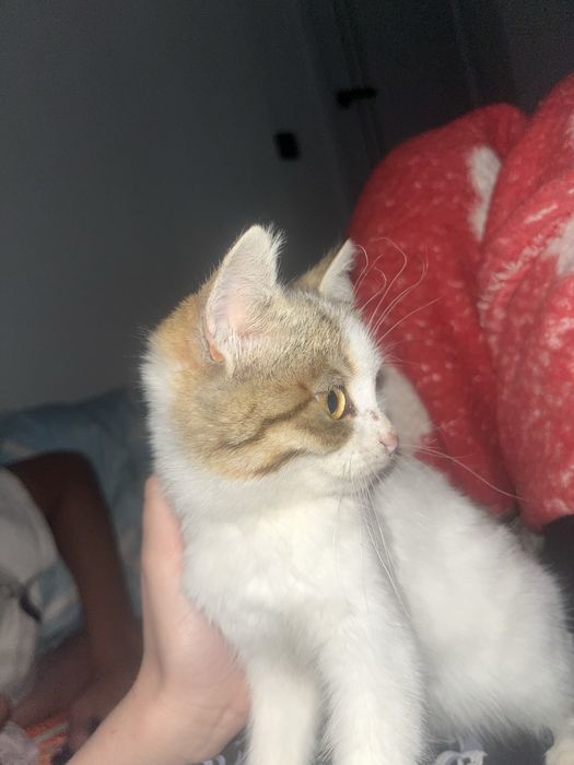 Котенок бесплатно