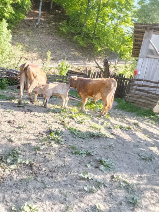 Vaca si vitei de vanzare