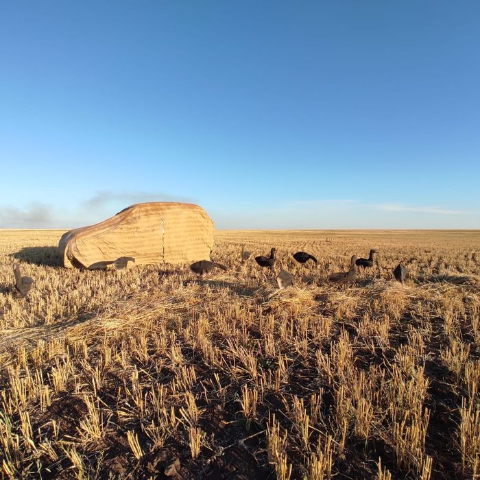 Продам объёмные профиля гусей