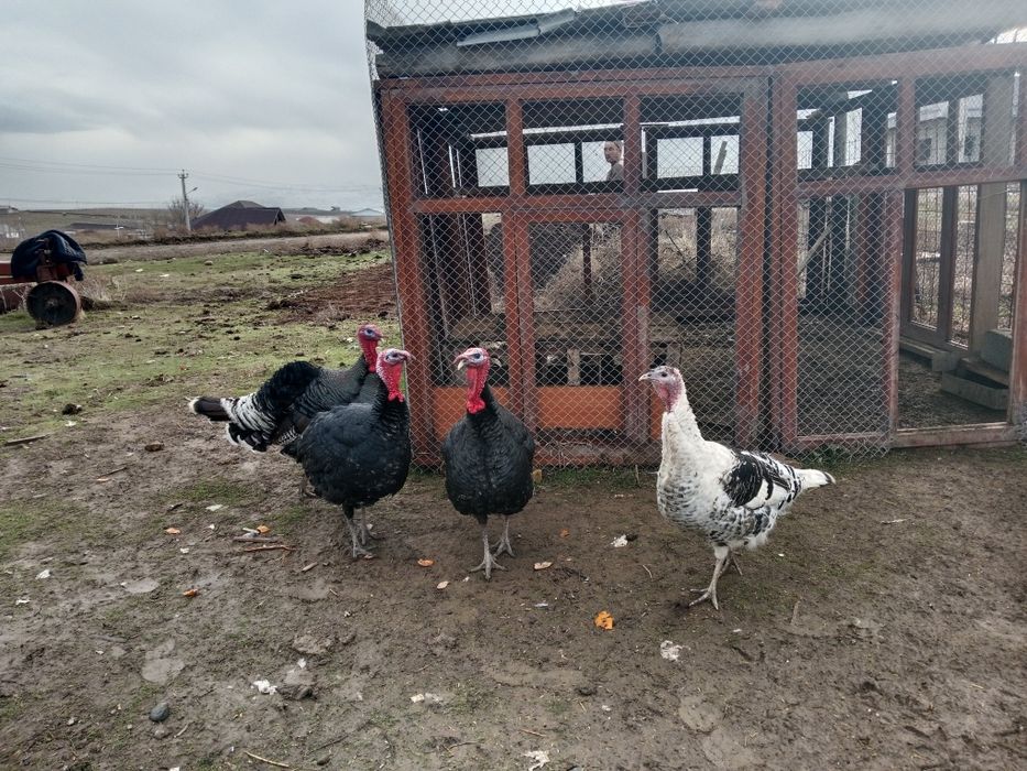 Продам 4 индук за 110мын