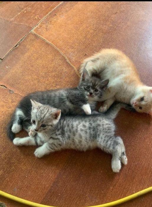 Бесплатно котята