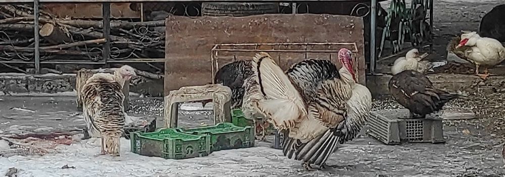 Продам индюков самцы