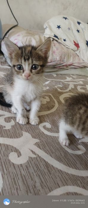 Девочки котята возраст 1 мес