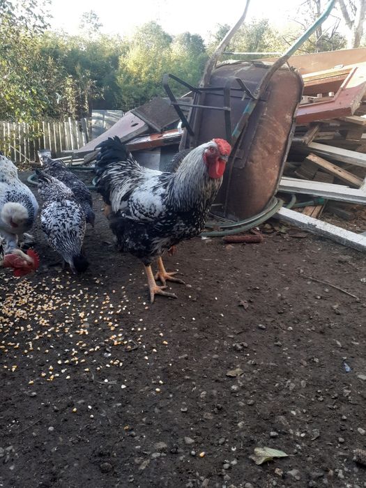 de vinzare doi cocosi 100 lei bucata