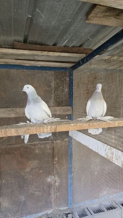 Продам  голубя розовый