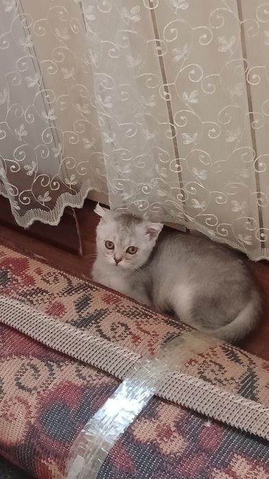 Отдам котенка в хорошие руки