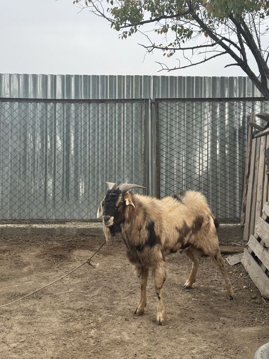 Козёл альпийский