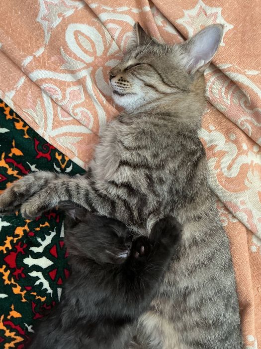 Котенок мальчик в добрые руки