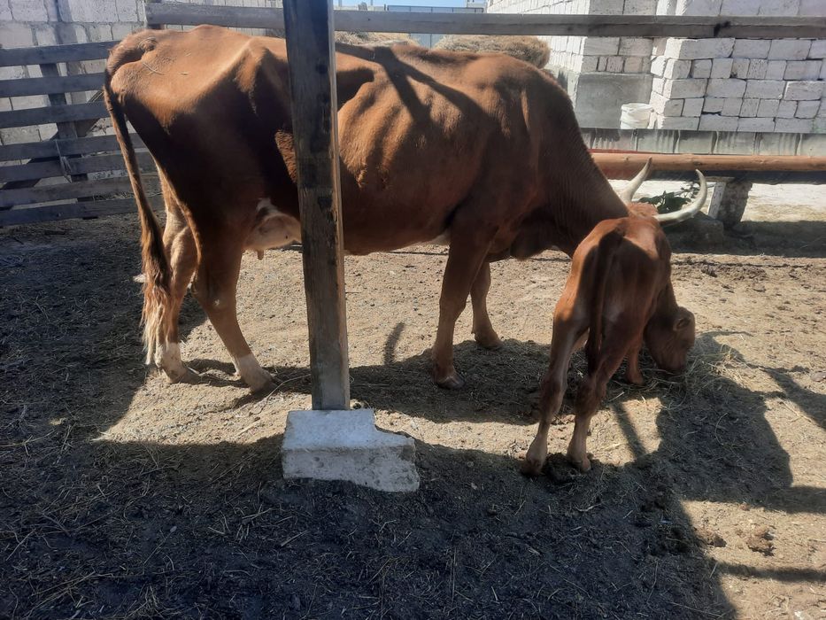 Бұзаулы сиыр сатылады