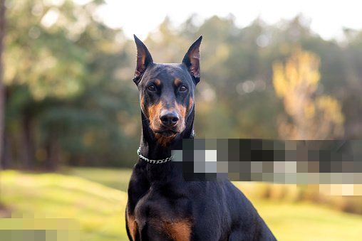 Доберман кобель молодой